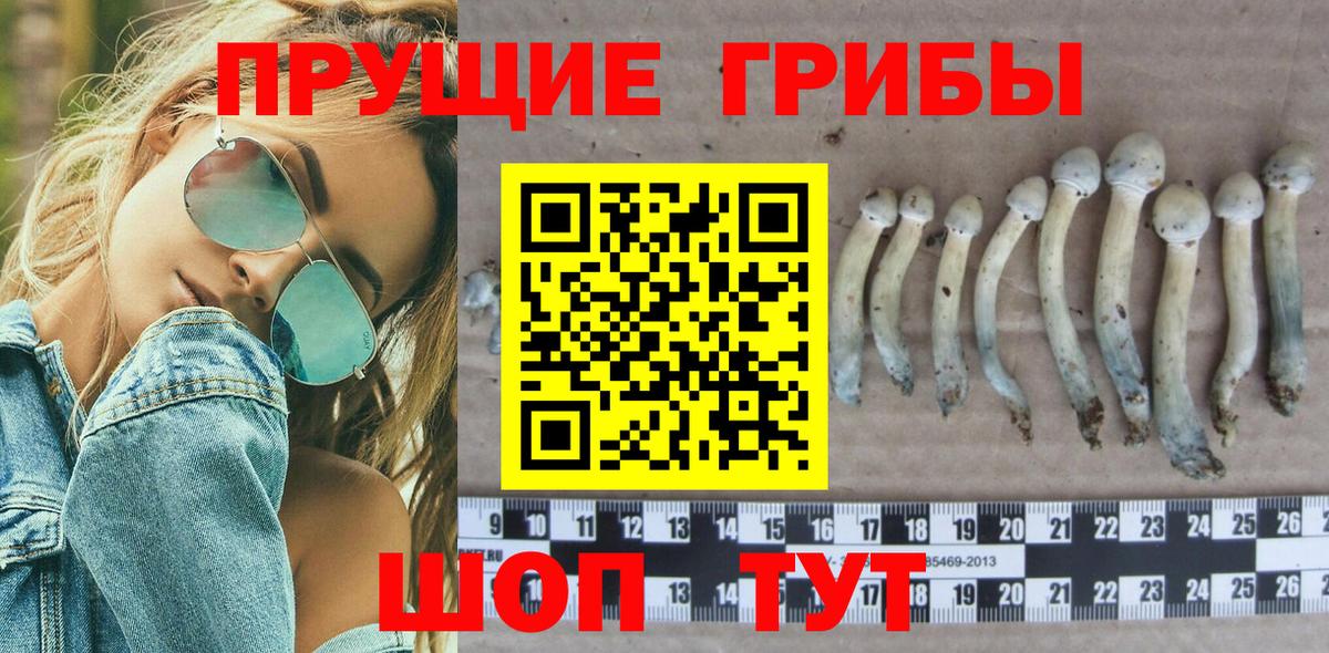 Амурск  Псилоцибиновые грибы GOLDEN TEACHER  Вход с VPN  Галлюциногенные грибы Psilocybe 
